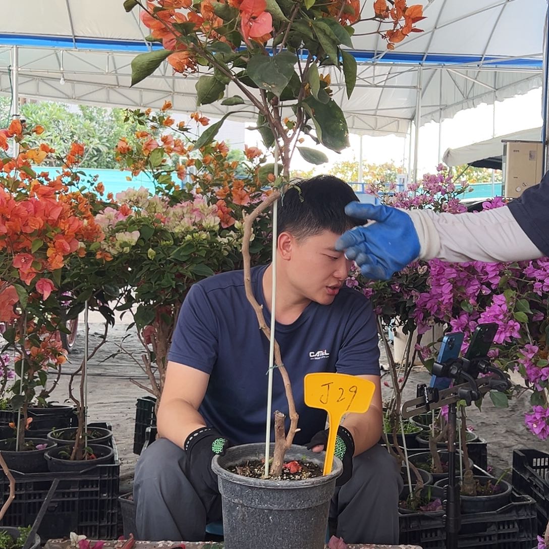 K***曦大部分花苞少量开放J29阿达纳