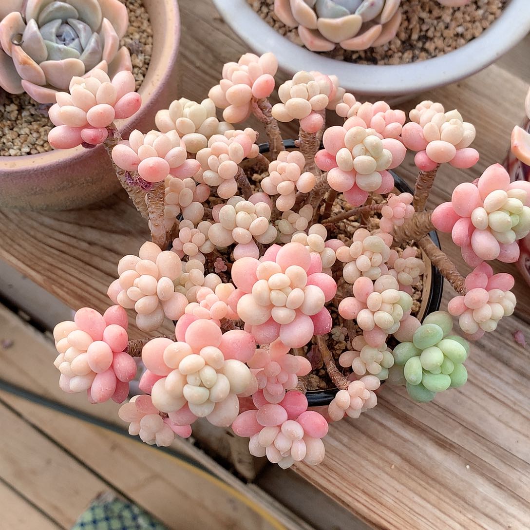 鱼子酱多肉一颗14厘米