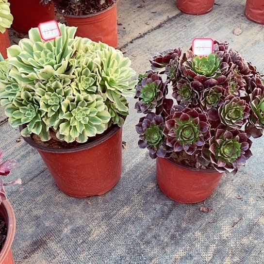 组合多肉法师124，125