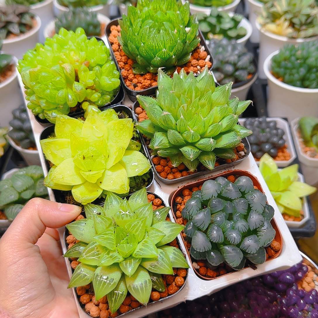 玉露六件套多肉，原盆