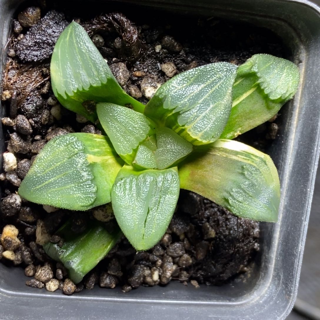 无菌播实生克锦一物一拍