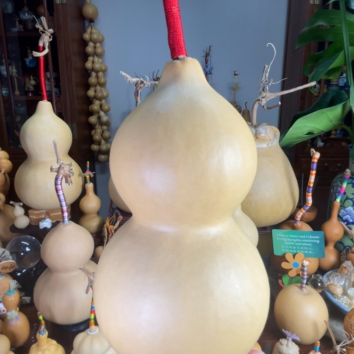 净高19加龙27厚皮满籽葫芦