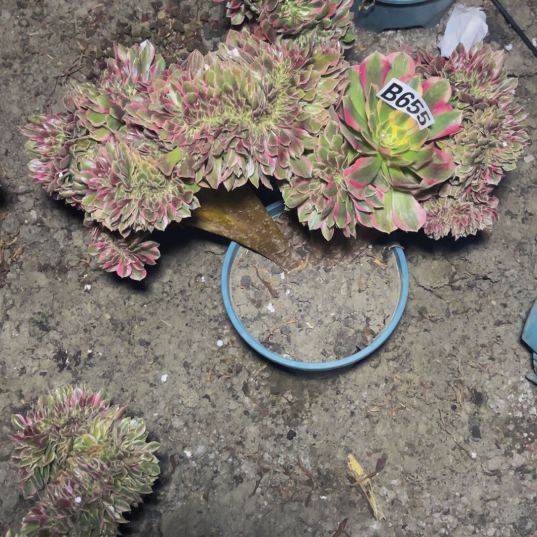 女郎法师16/—12包邮