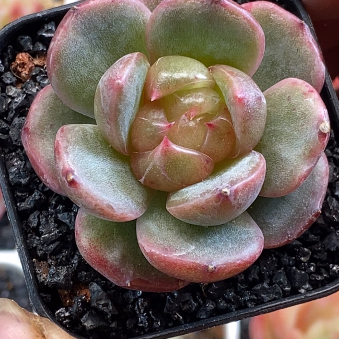 天官赐福百无禁忌