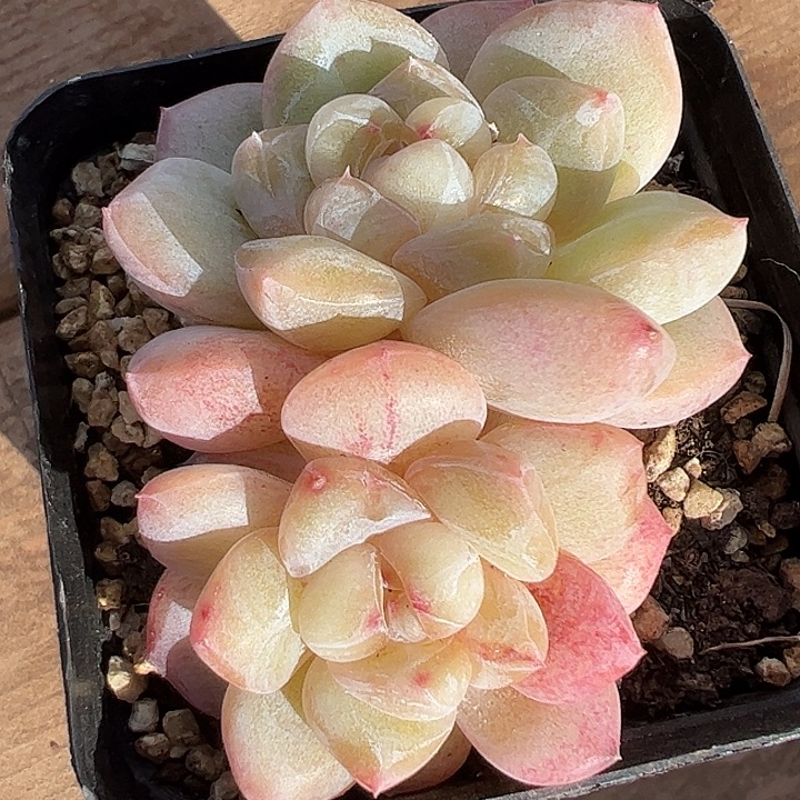 双头刚毅石化1111