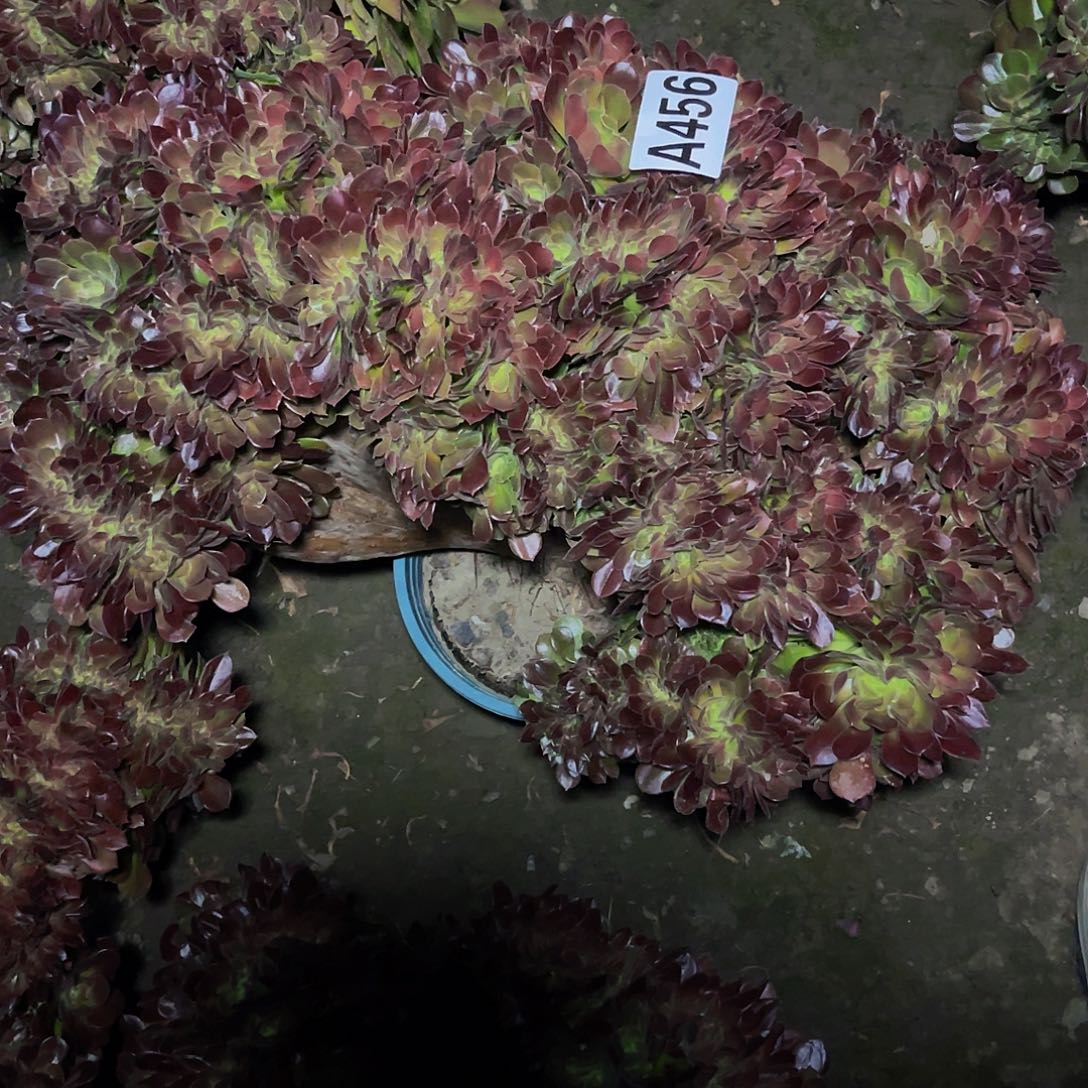 玫瑰法师15//-26包邮