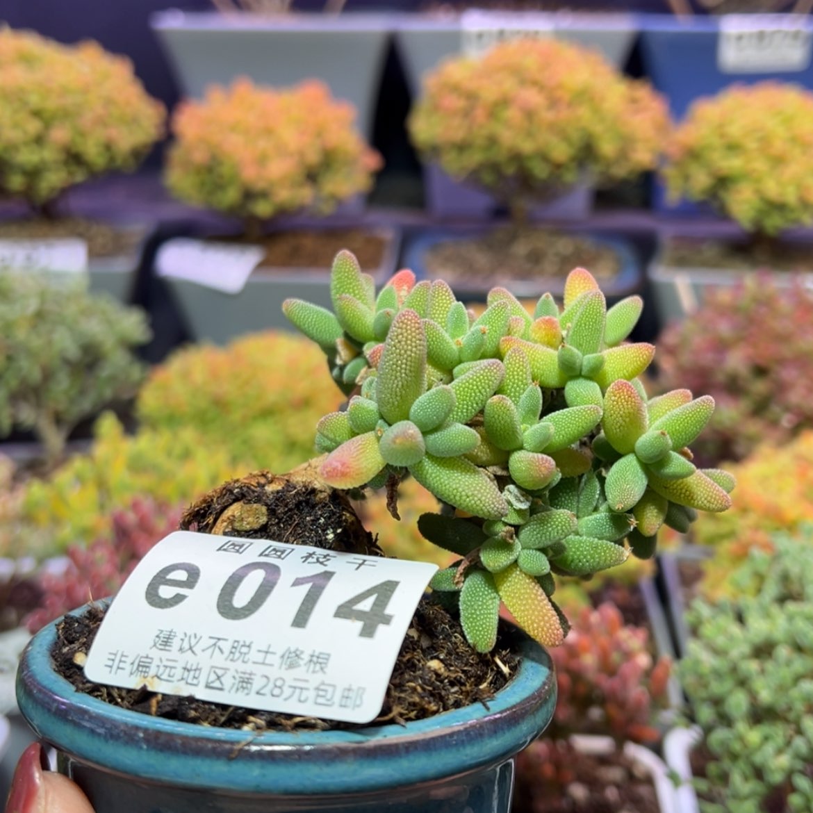 【闪购商品】e014实生小玉米造型桩