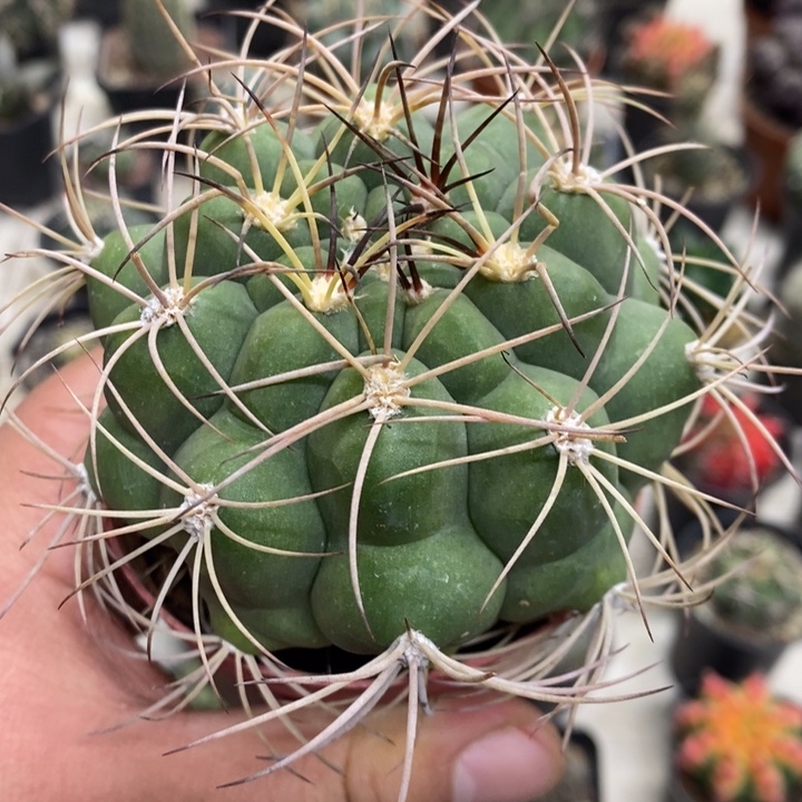 实生新天地特价福利