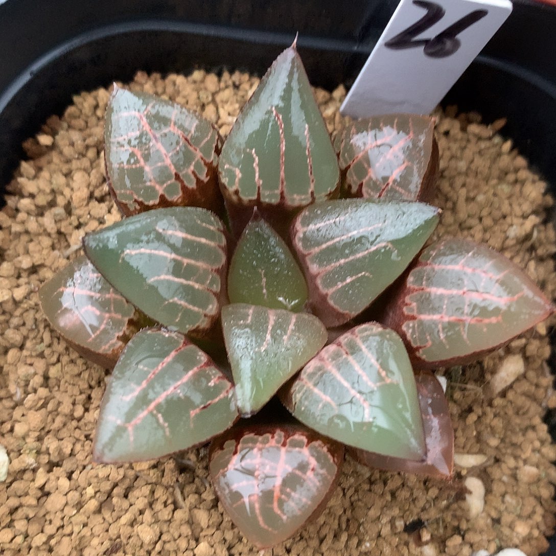 实生克，葫芦娃10号链接26