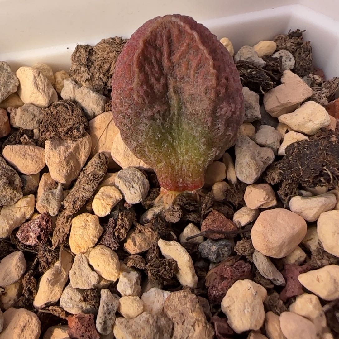 实生水泡多肉植物