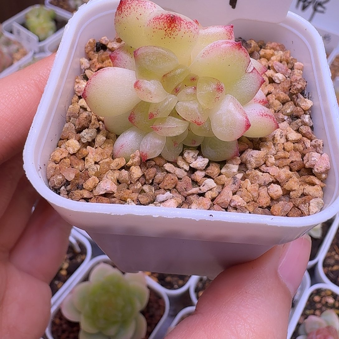 瞅***82s➕多肉植物一物一拍