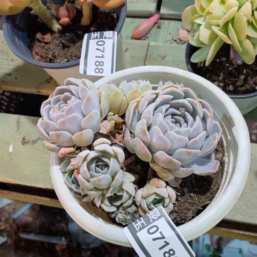 【闪购商品】多肉汉堡07189