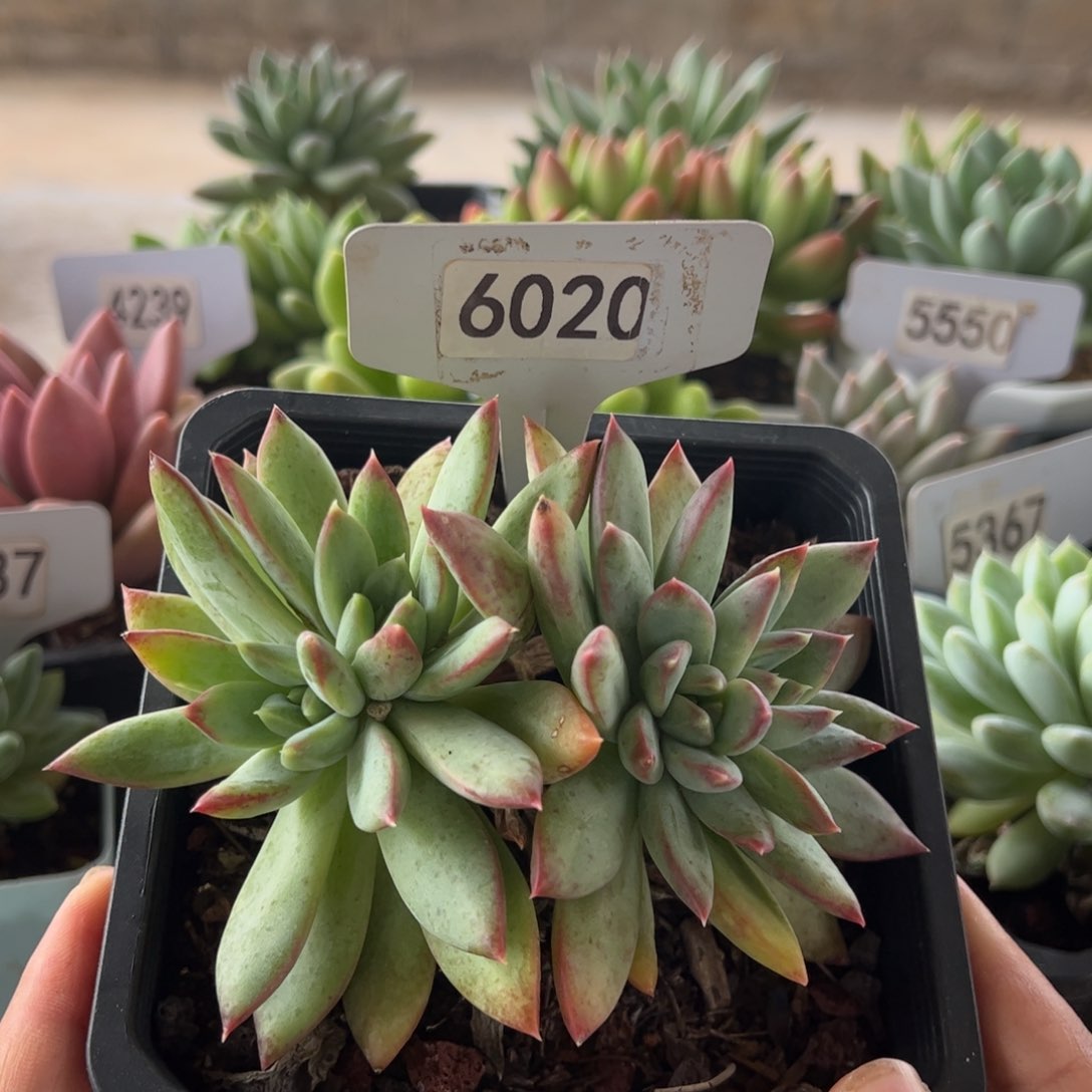 【闪购商品】厚叶草。6020。11111111