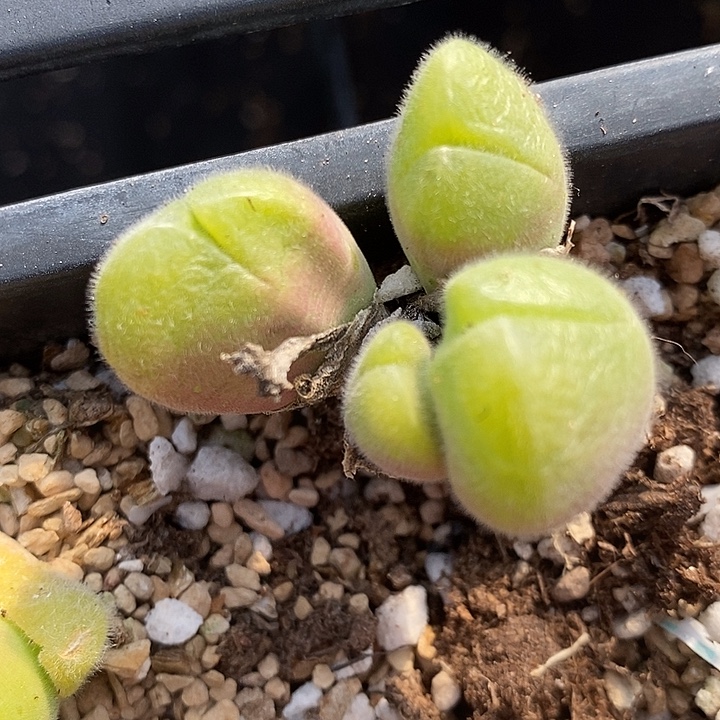 三头毛翠滴一颗。   