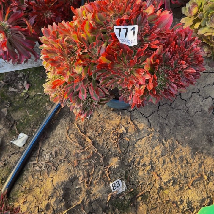 新月花29-32包邮花花