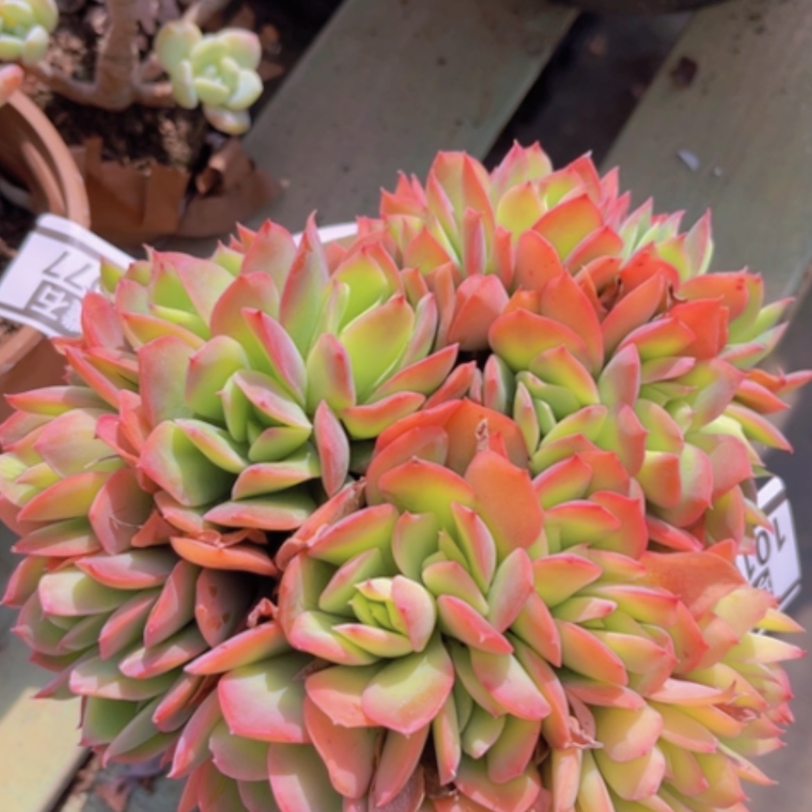 【闪购商品】绮罗缀10191