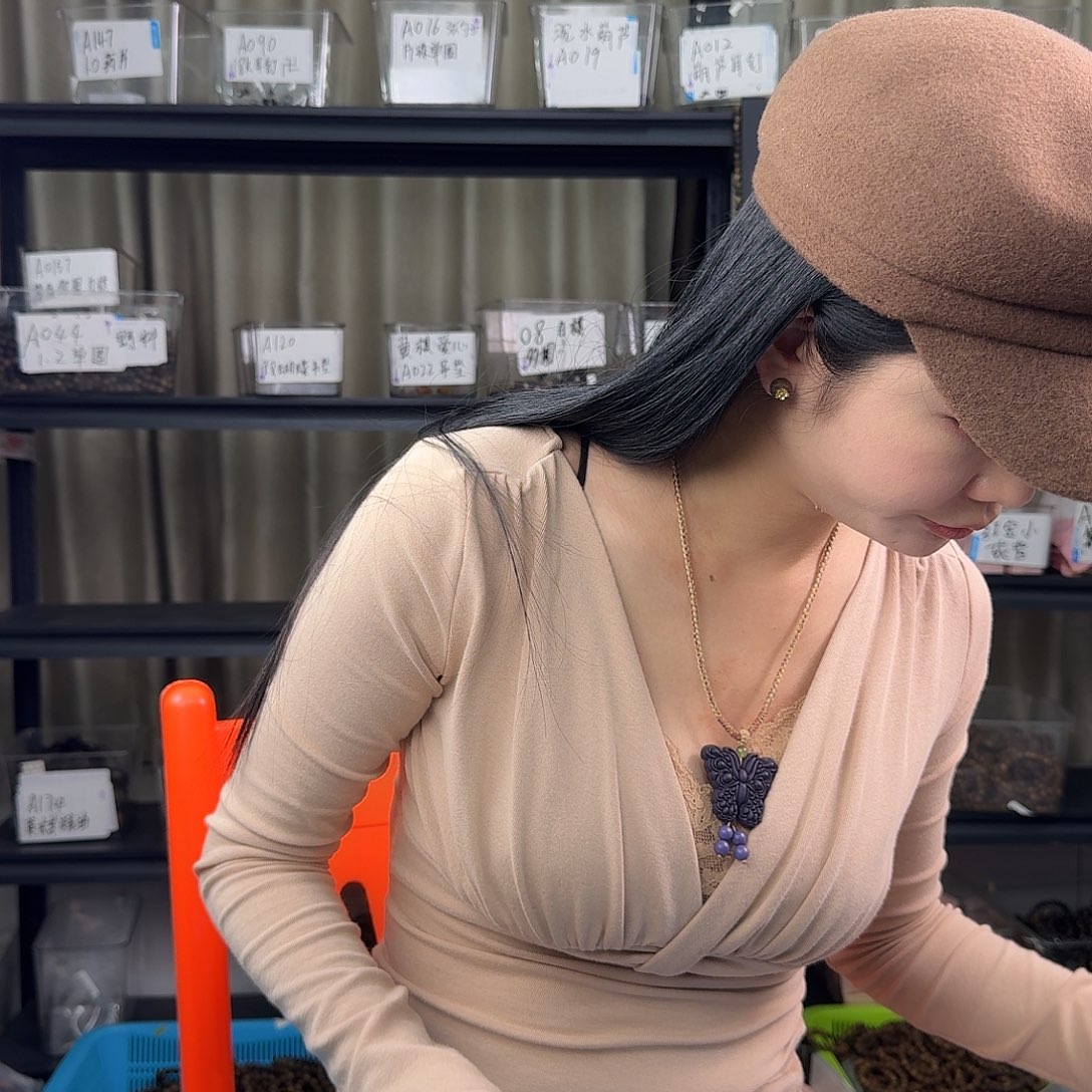 沉香沉香碎屑钟*K532多样性发一套