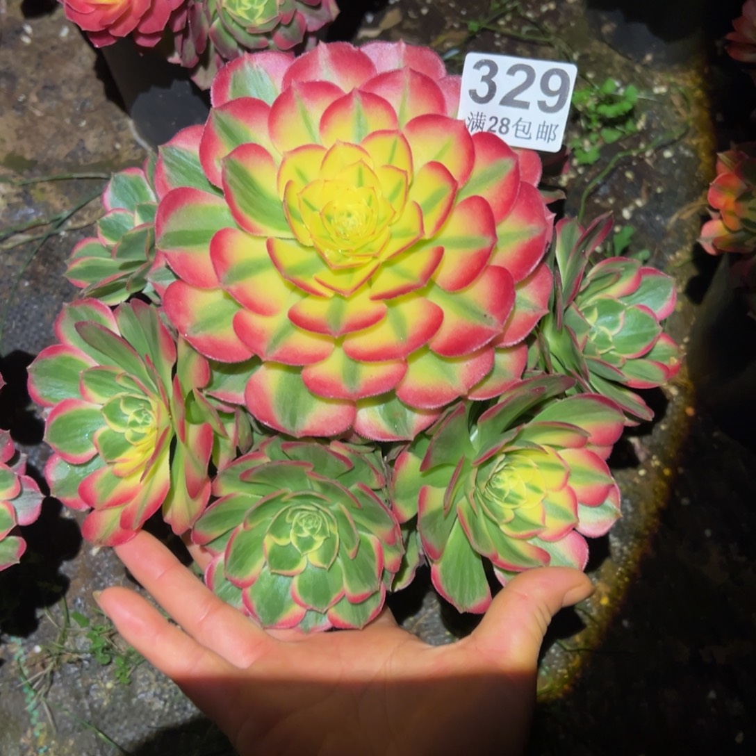 多肉植物329海仙的