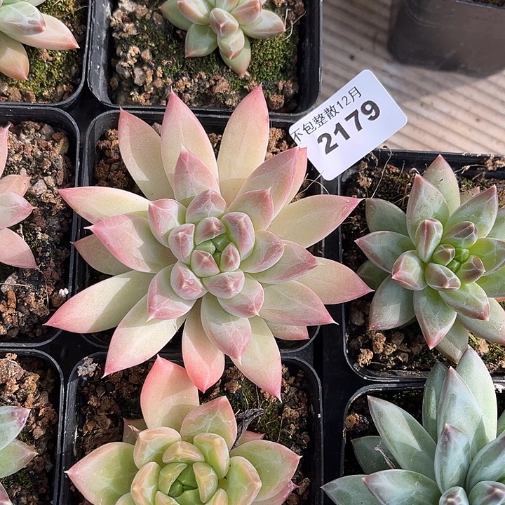 阿雅园艺。      2179白骨精