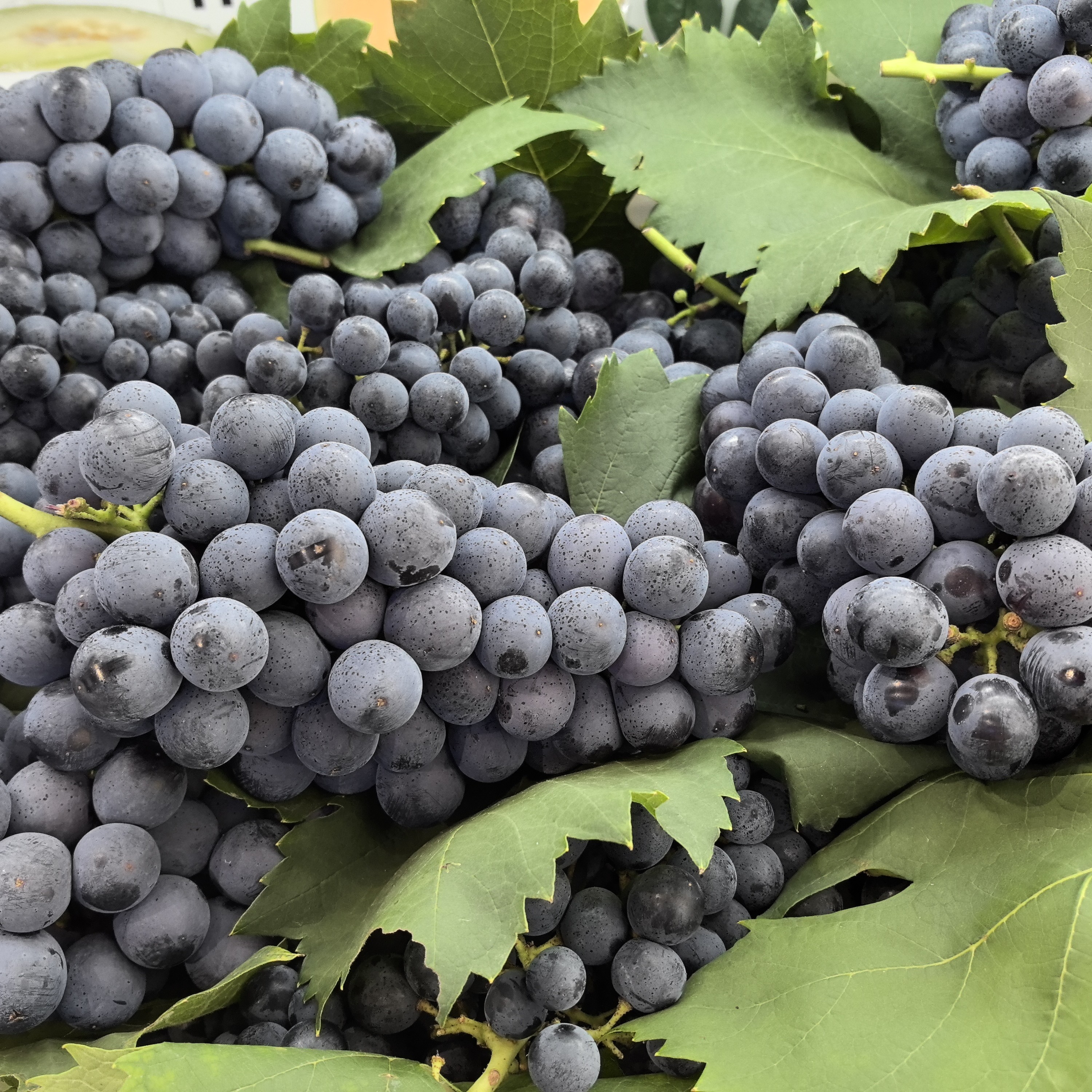 本地长凼葡萄约3斤葡萄同城送四川省