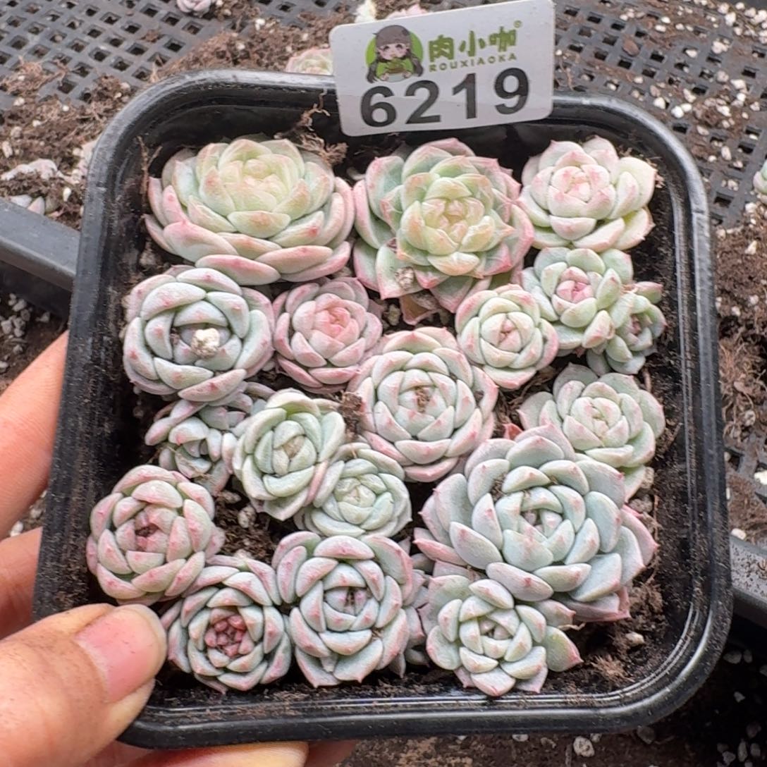 多肉植物多肉植物