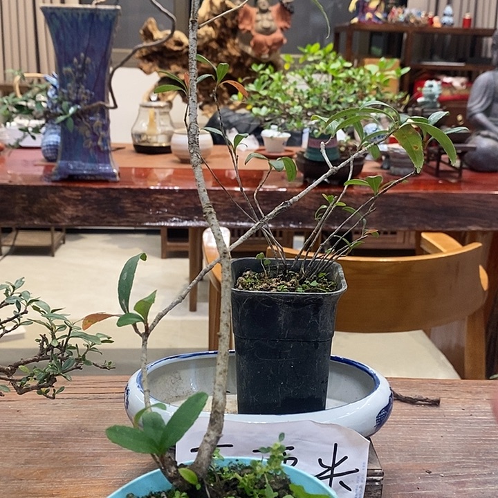 x***乐完全开放海岛春花111
