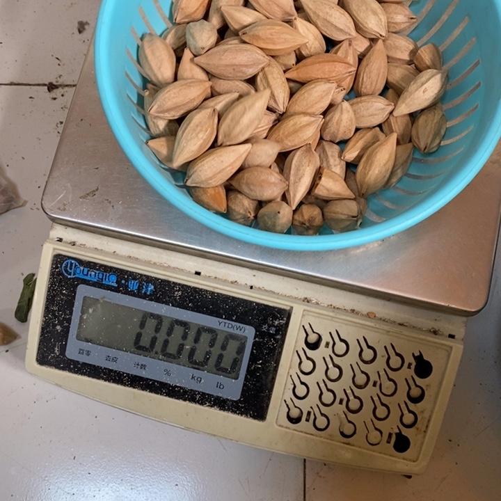 吊坠橄榄核品****书