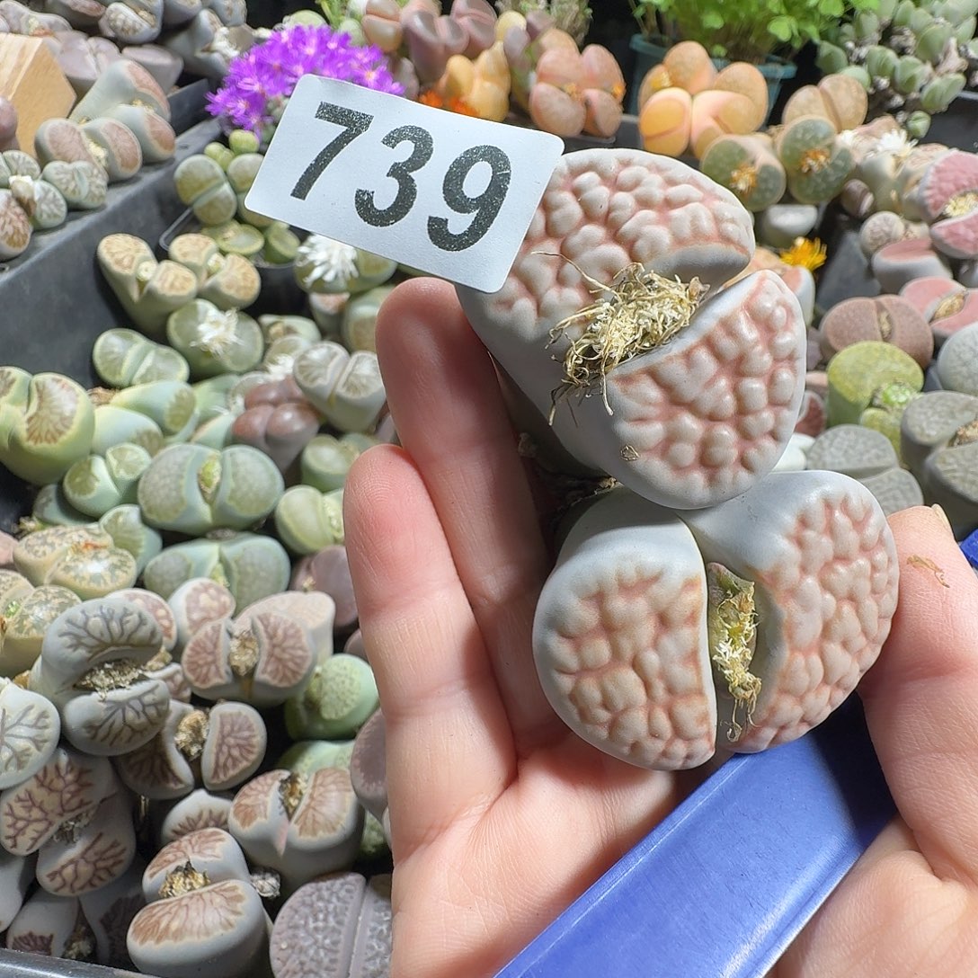 阿***离生石花一物一拍739