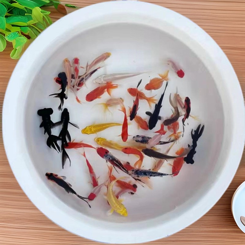 6种小金鱼龙睛黄金锦鲤鎏金鸿运当狮子头德系龙（直播间可指定品种