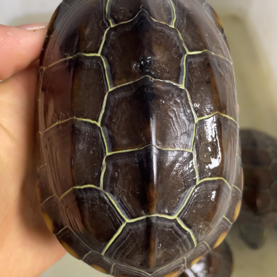 苏北金线冷水草龟