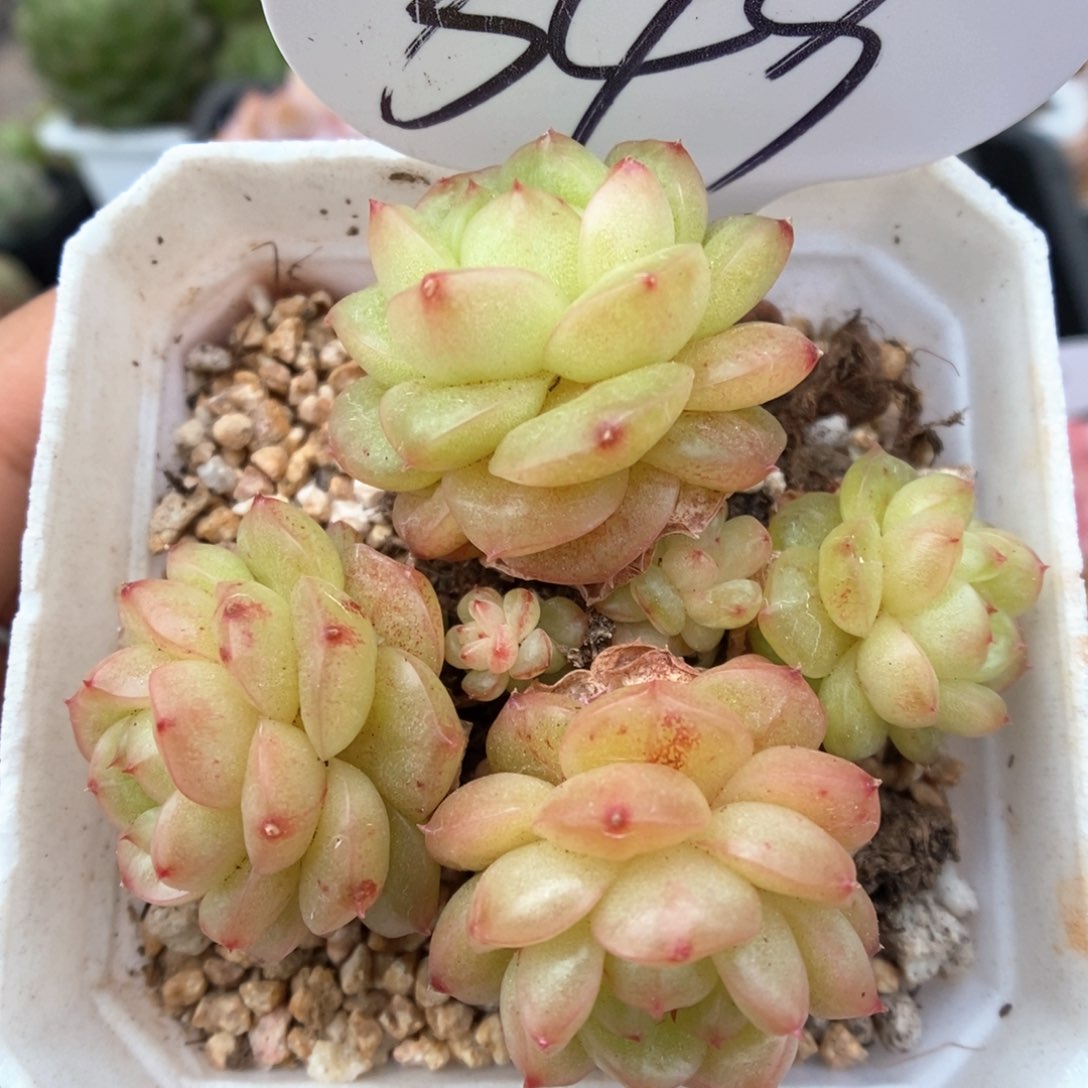 灯泡珍妮群生349号。 