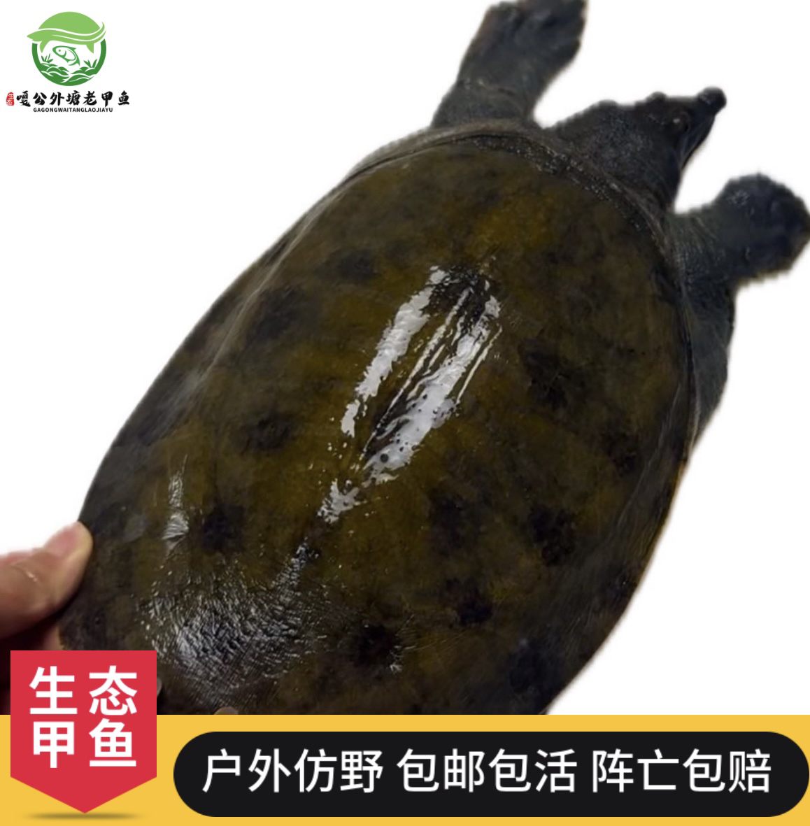 【直播间改价】生态放养甲鱼鲜活大甲鱼中华老鳖王八水产