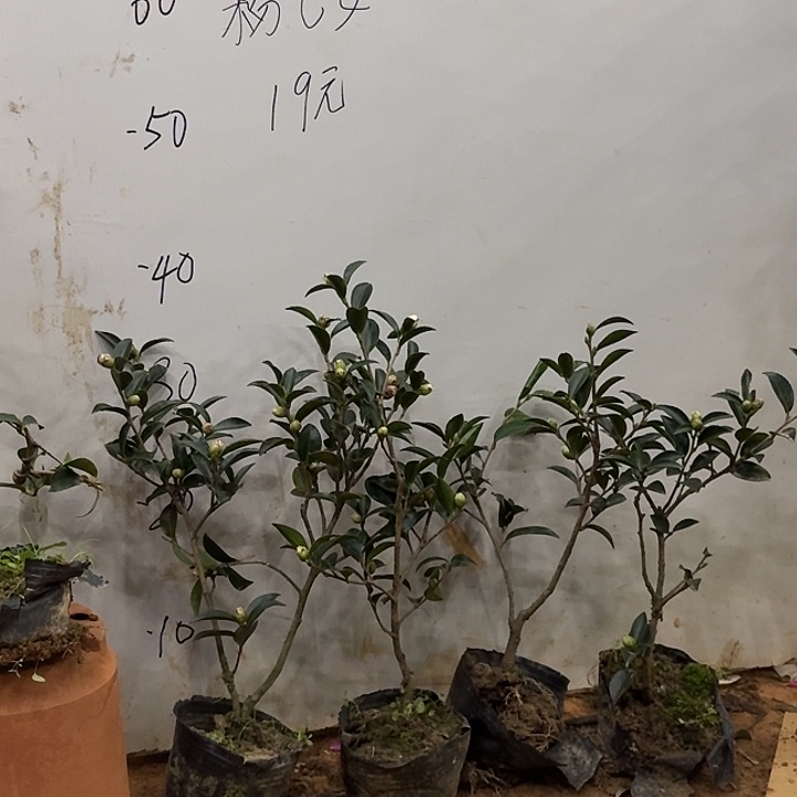 完全开放粉乙女茶梅4颗专拍