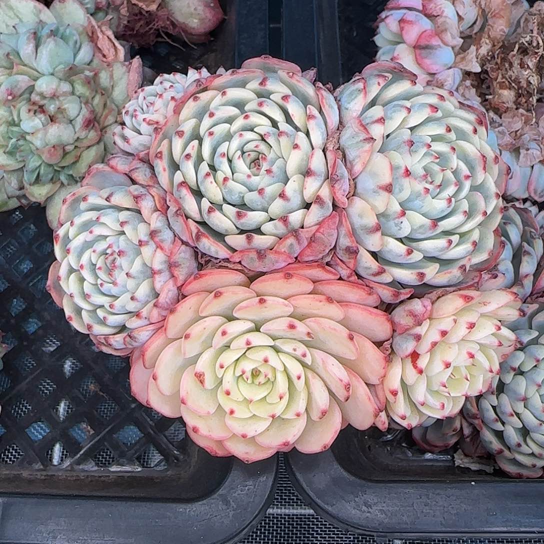 从前慢花园精选姬莲锦群