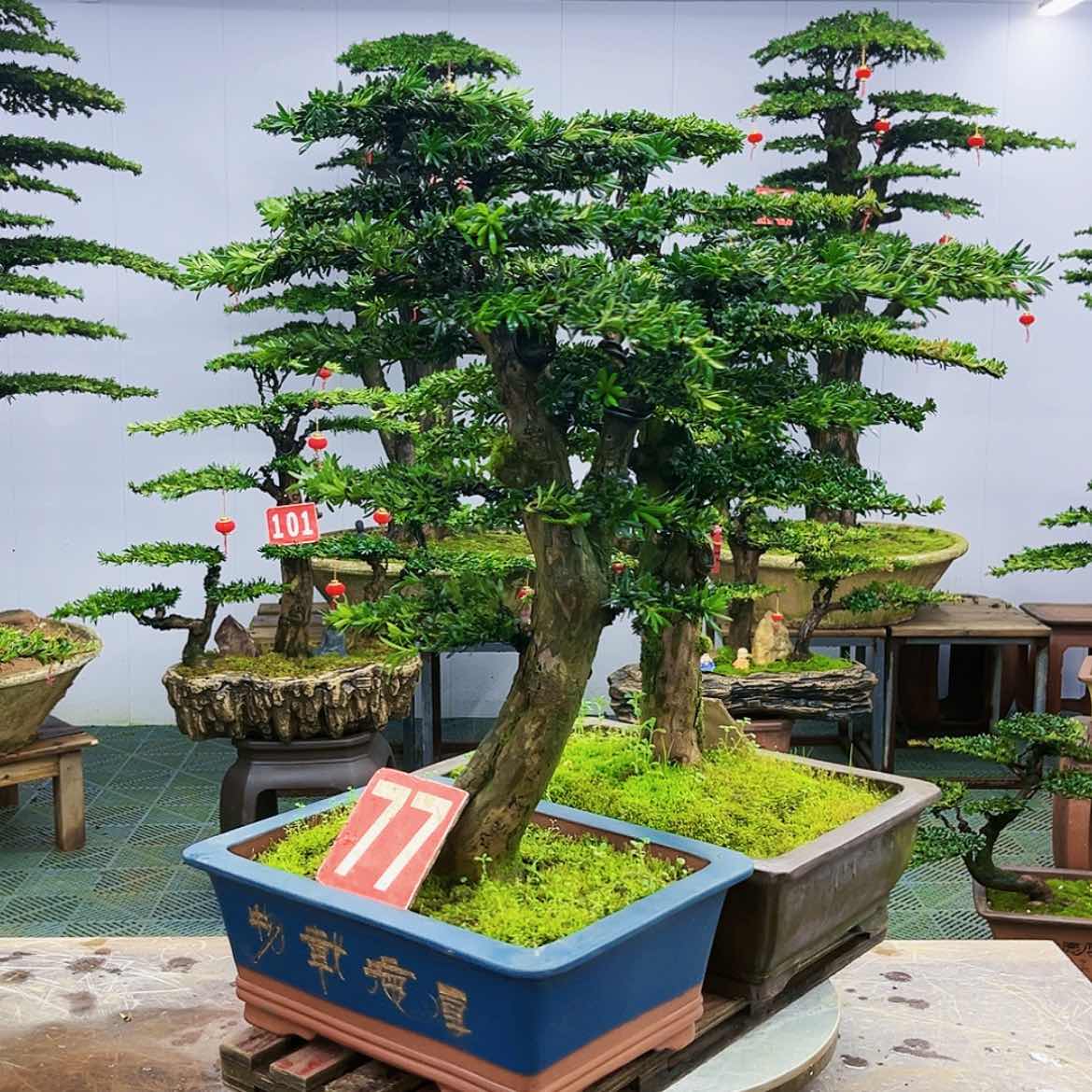 【闪购商品】罗汉松盆景艺术展等