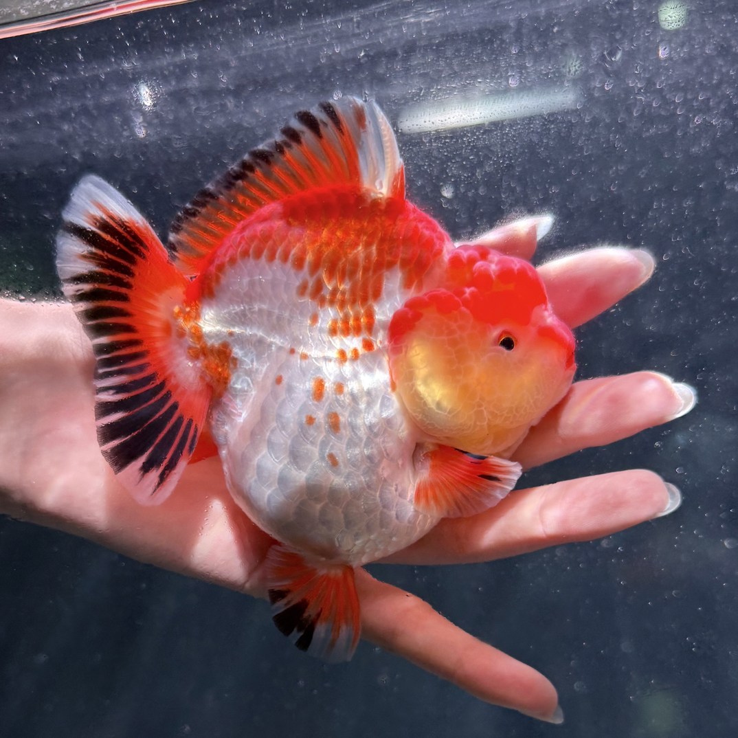 泰狮将军NK f1小亚成观赏金鱼