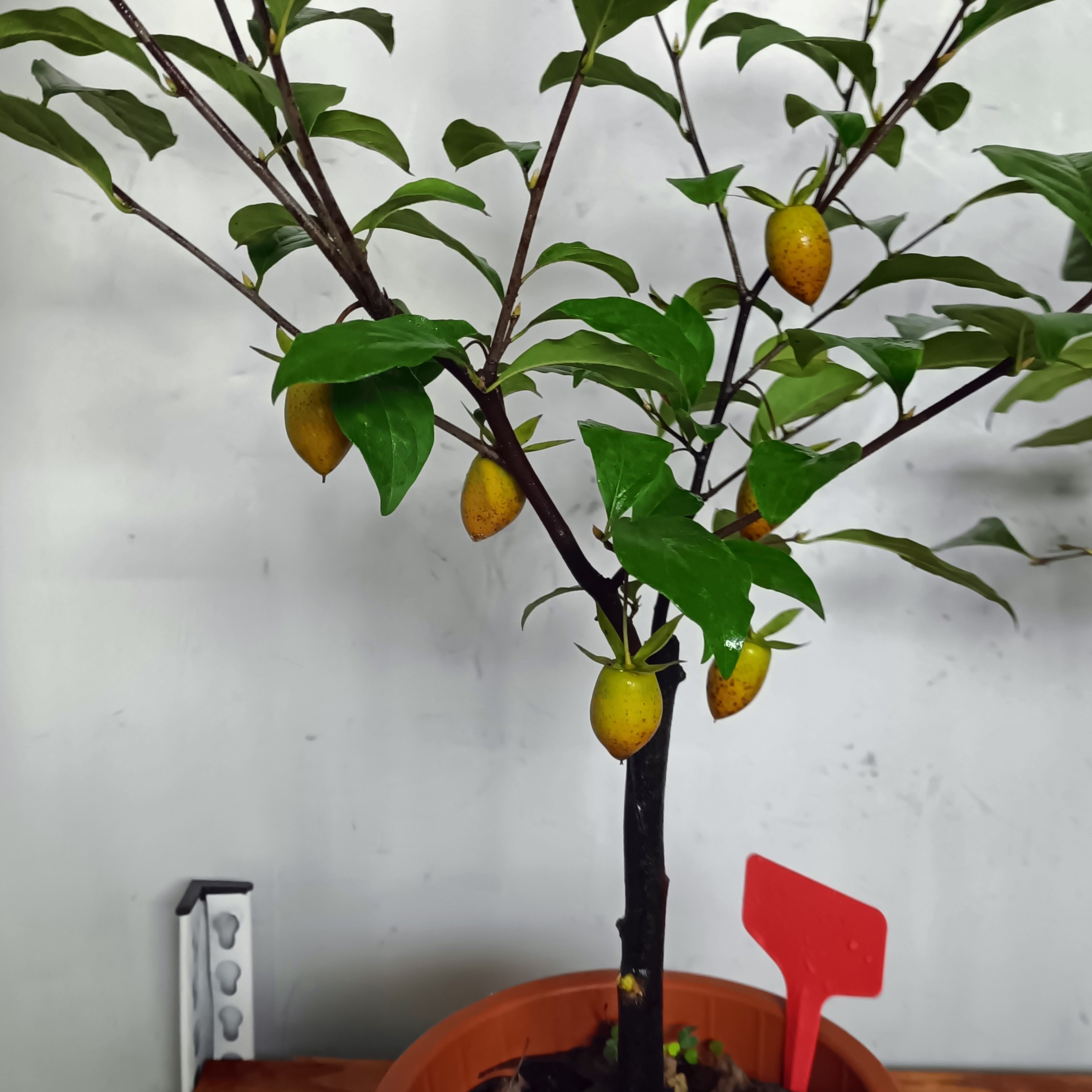 花卉绿植盆栽老鸦柿观赏盆景