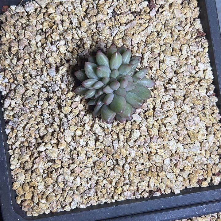 米其林群生缀化多肉