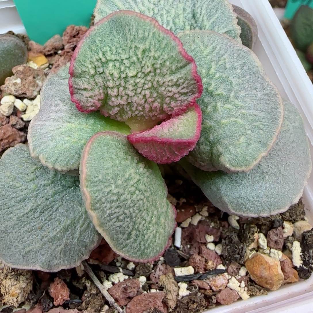 编号600大型，底叶插一个，图为母本