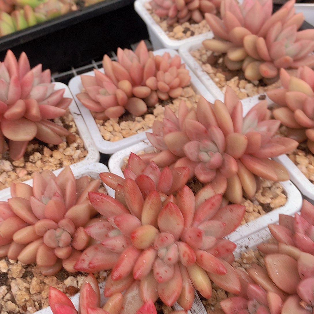 两颗赫菲鱼2456778999900