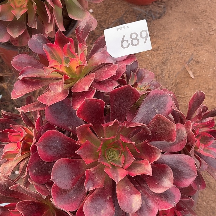 689号一物一拍1颗