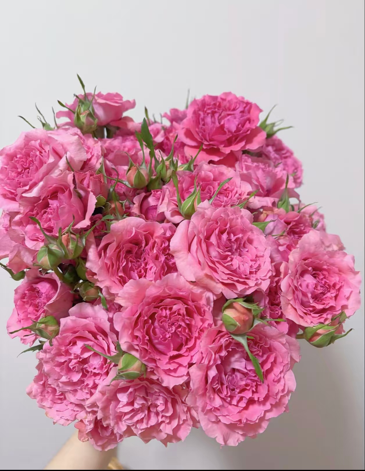 基地珊瑚果冻多头玫瑰鲜花基地直采直发顺丰包邮含保鲜剂