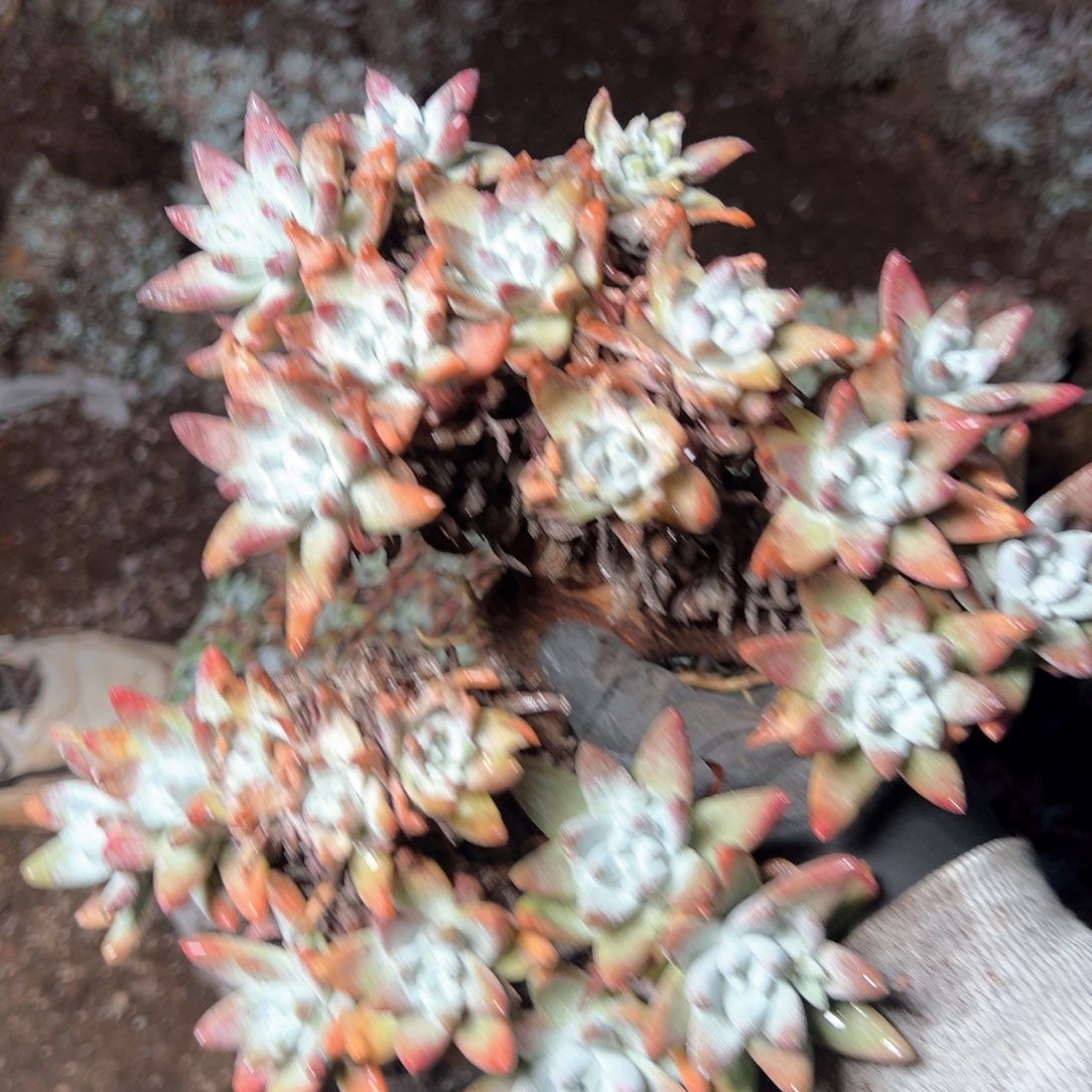 6047微抗压哈哈哈哈哈