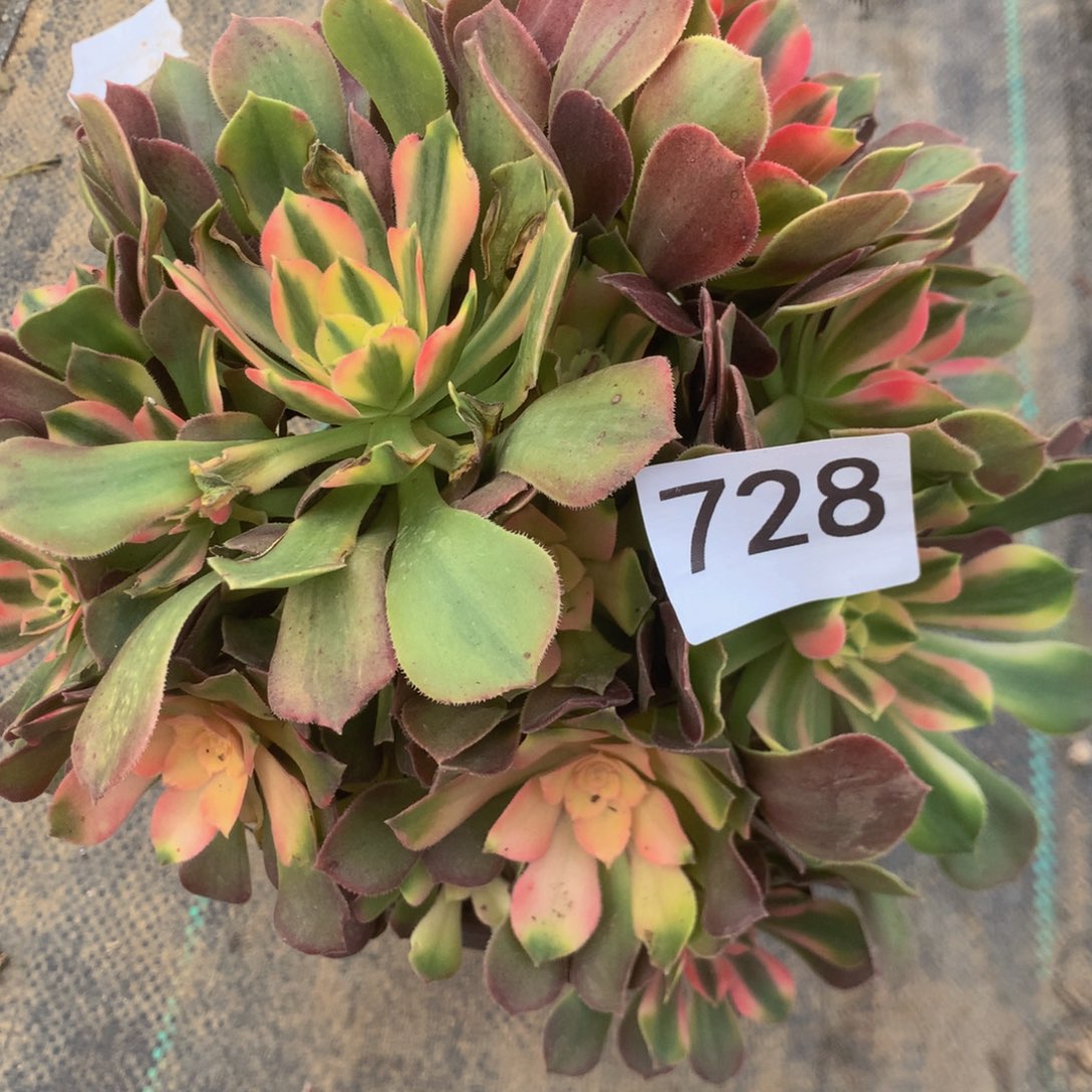 大****）728烙神多肉植物