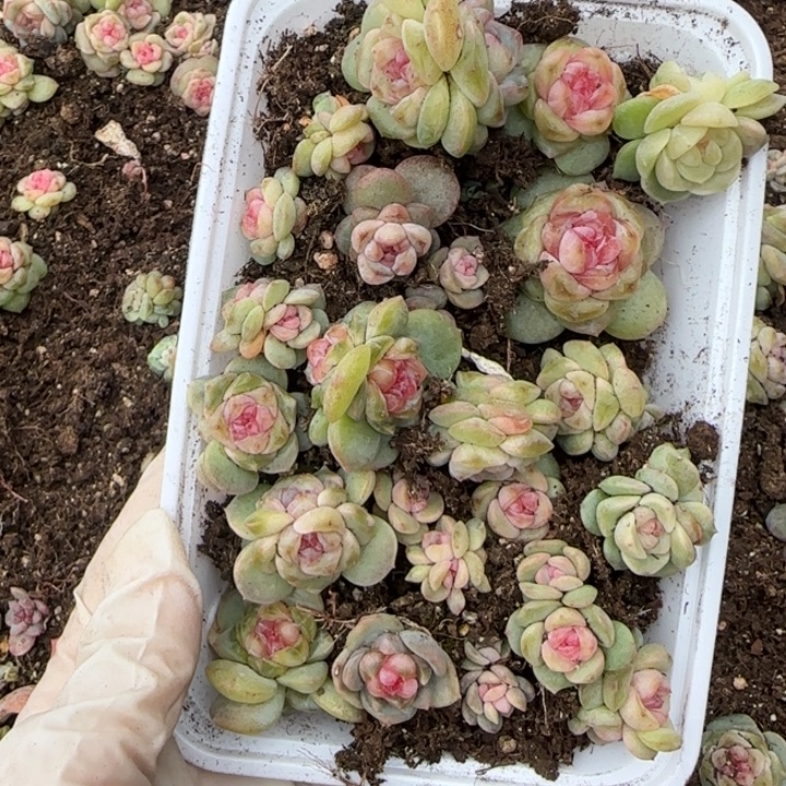 小***帽7 王者系列多肉一盒