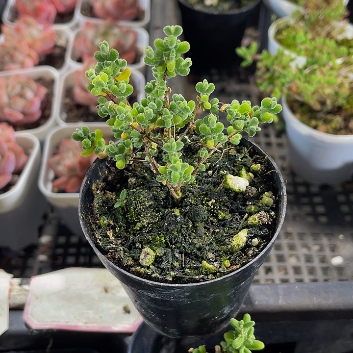 赖斯枝干带盆土发