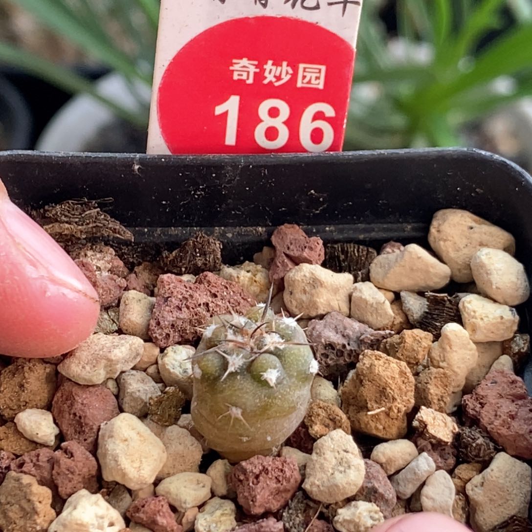 实生逆豹丸1.1cm