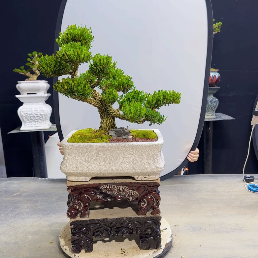 高端黄杨盆景艺术