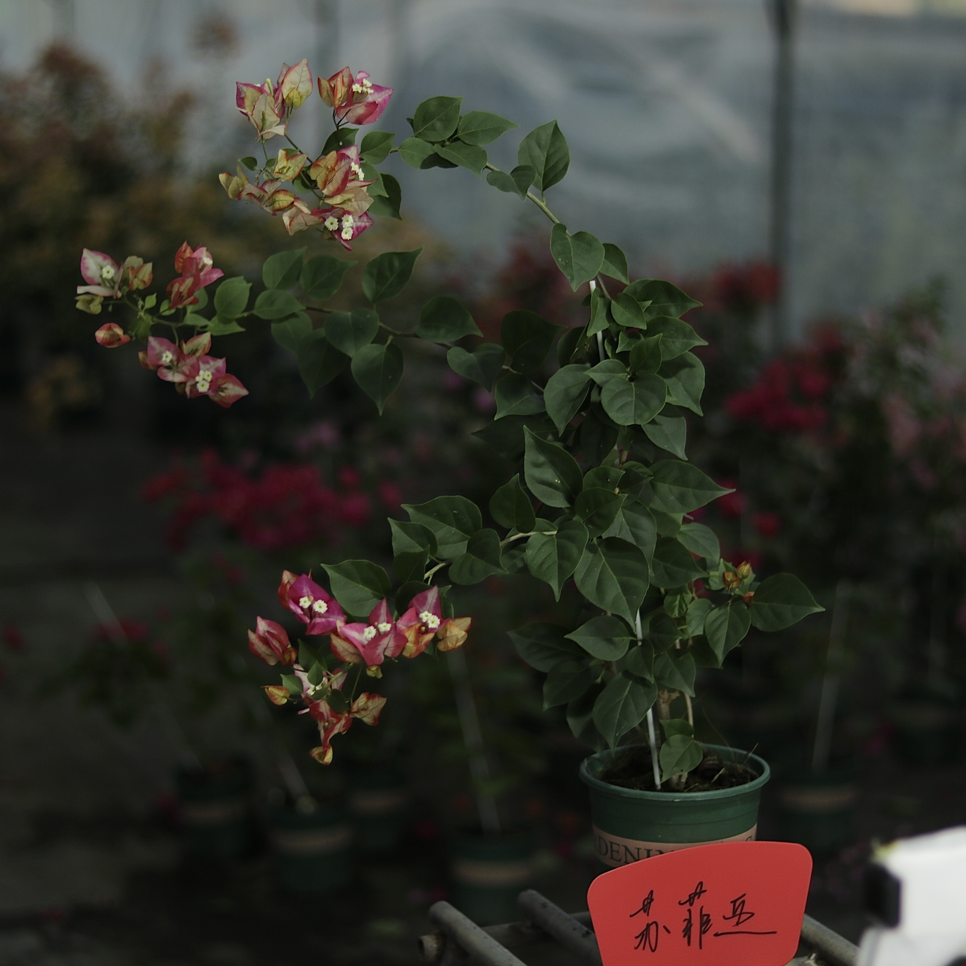 [苏菲亚]稀有品种三角梅苗原盆袋苗勤花复花快好养易活