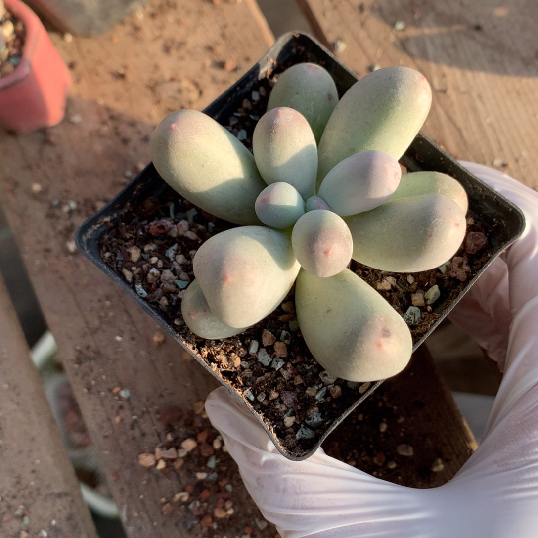 韩国米可奶酪多肉大母本